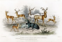 Däggdjur antiloper vintage gamla