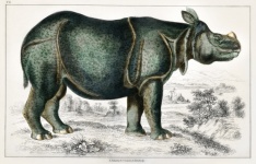 Mammiferi rinoceronte vintage vecchio