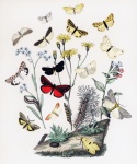 Schmetterlinge Vintage Kunst alt