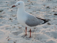 Seagull Waiting For Chips