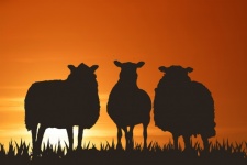 Silhueta de ovelha ao nascer do sol