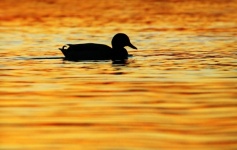 Silhouette duck lake sunset
