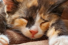 Spící kotě