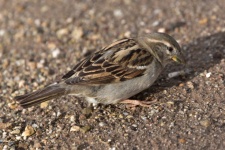 Sparrow On The Ground Isolated