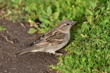 Sparrow on the ground isolated