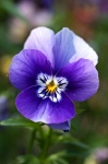 Pansy Horny Violet Flower