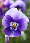 Pansy Horny Violet Flower