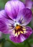 Pansy horny violet flower