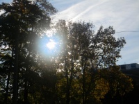 Sluneční světlo prosvítající skrz listy