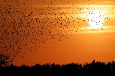 Sunset Birds Flying Silhouette