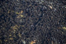 Tadpole Frogs in Pond