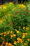 Tagetes flower marigold photo