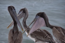 Talking Pelicans