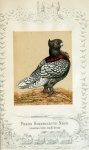 Pigeon Bird Vintage Old