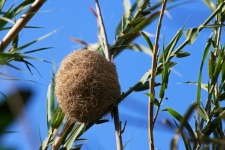 Thick Billed Weaver&039;s Nest