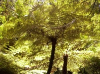 Träd Ormbunkar