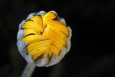 Unopened bud of yellow daisy