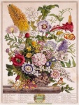 Art d'illustration de fleurs vintage