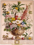 Arte dell'illustrazione di fiori vin
