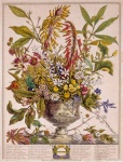 Vintage Blumen Illustration Kunst