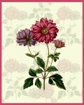 Carte Anémone Fleur Vintage