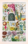 Vintage kunst botanie cactussen