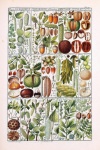 Vintage Art Botany Nuts