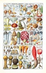 Vintage Art Botany Mushrooms
