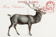 Vintage Postcard Christmas Reindeer