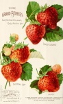Fruta de fresas de publicidad vintage