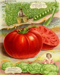 Vintage publicidad verduras frutas