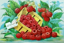 Vintage Werbung Himbeeren Obstkorb