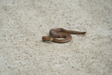 Asp毒蛇