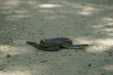 Peliad zmije