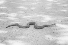 Peliad毒蛇