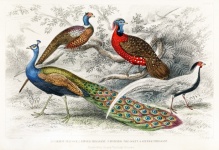 Birds Pheasants Vintage Old