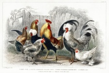 Aves galinhas vintage velho