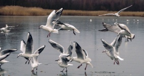 Birds seagulls flying photo
