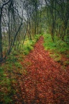 Erdei ösvény ősszel erdő