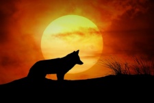 Волк закат пейзаж