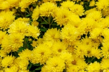 żółte kwiaty chryzantemy