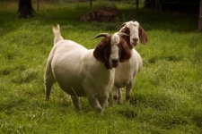 Goat pasture pet boer goat