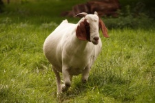 Goat pasture pet cute