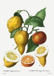 Cytrynowy pomarańczowy vintage stary