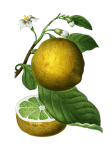 Clipart vintage naranja limón