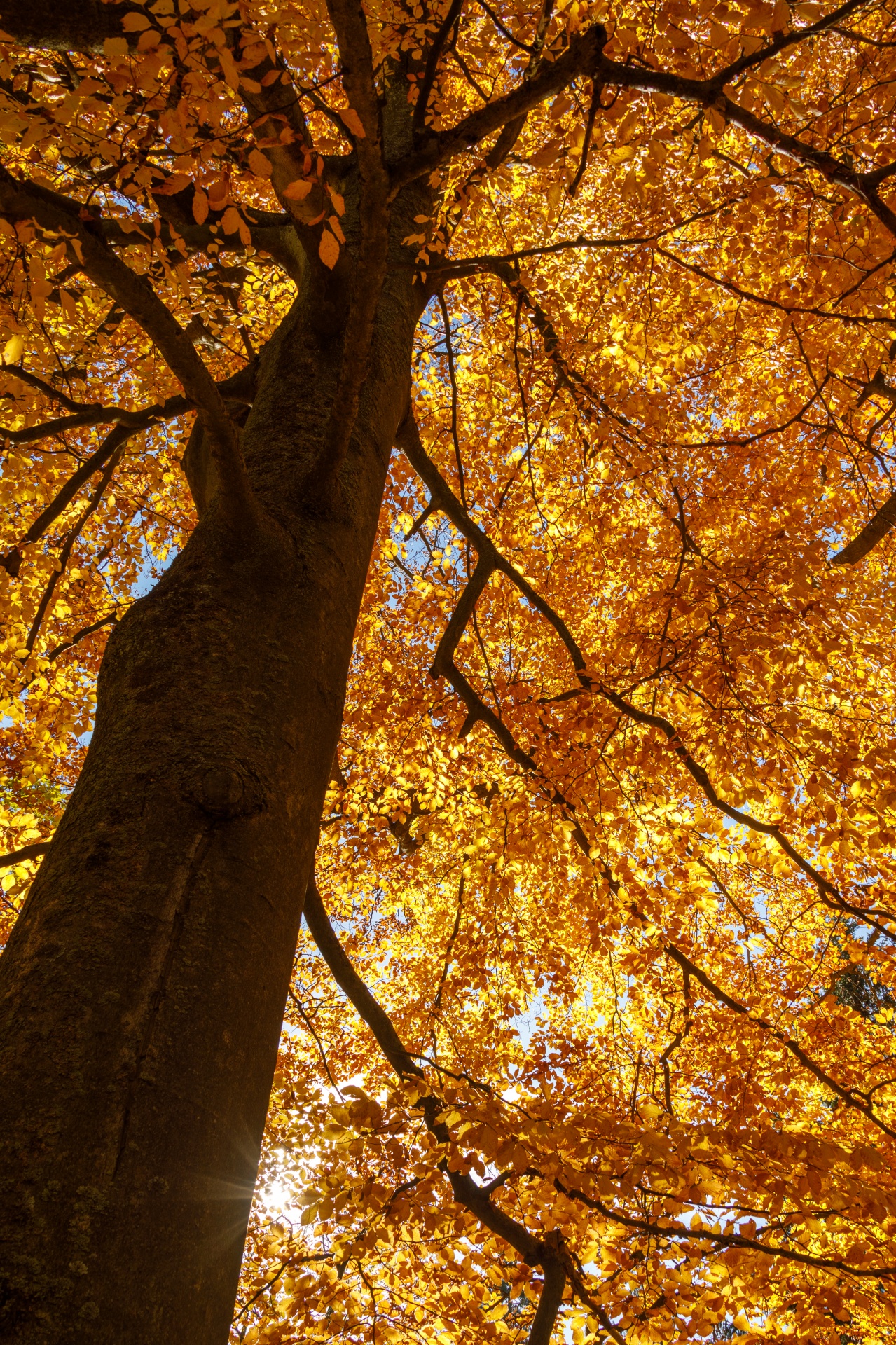 Beech Tree In Autumn Free Stock Photo - Public Domain Pictures