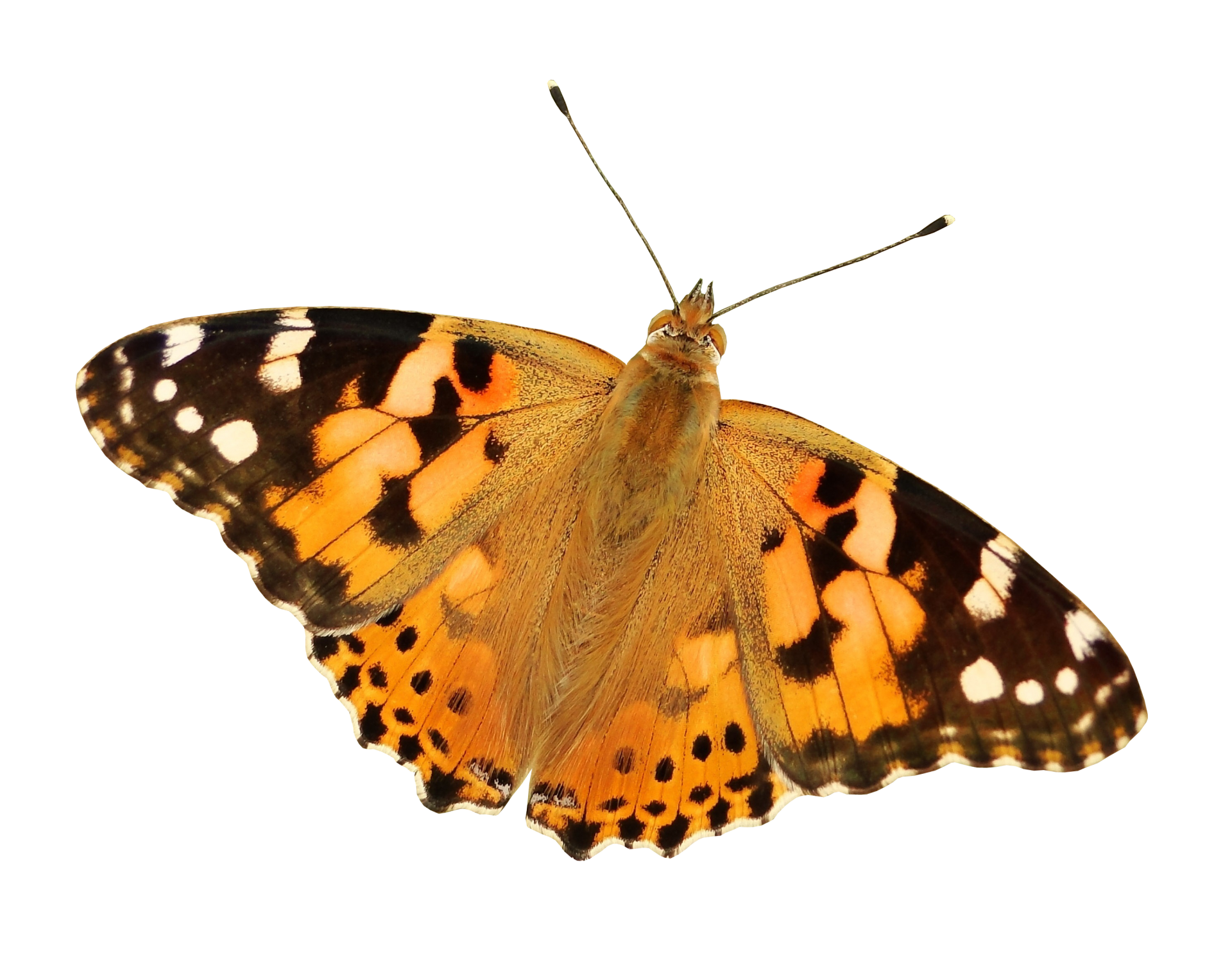 Schmetterling, ausgeschnitten Kostenloses Stock Bild - Public Domain ...