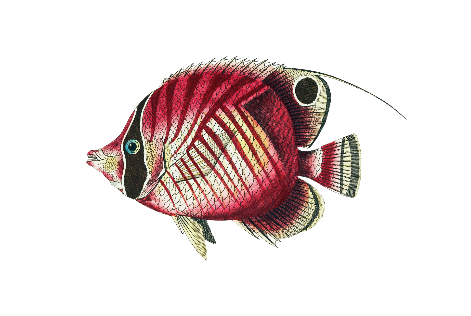 Clipart Fisch Vintage gemalt Kostenloses Stock Bild - Public Domain ...