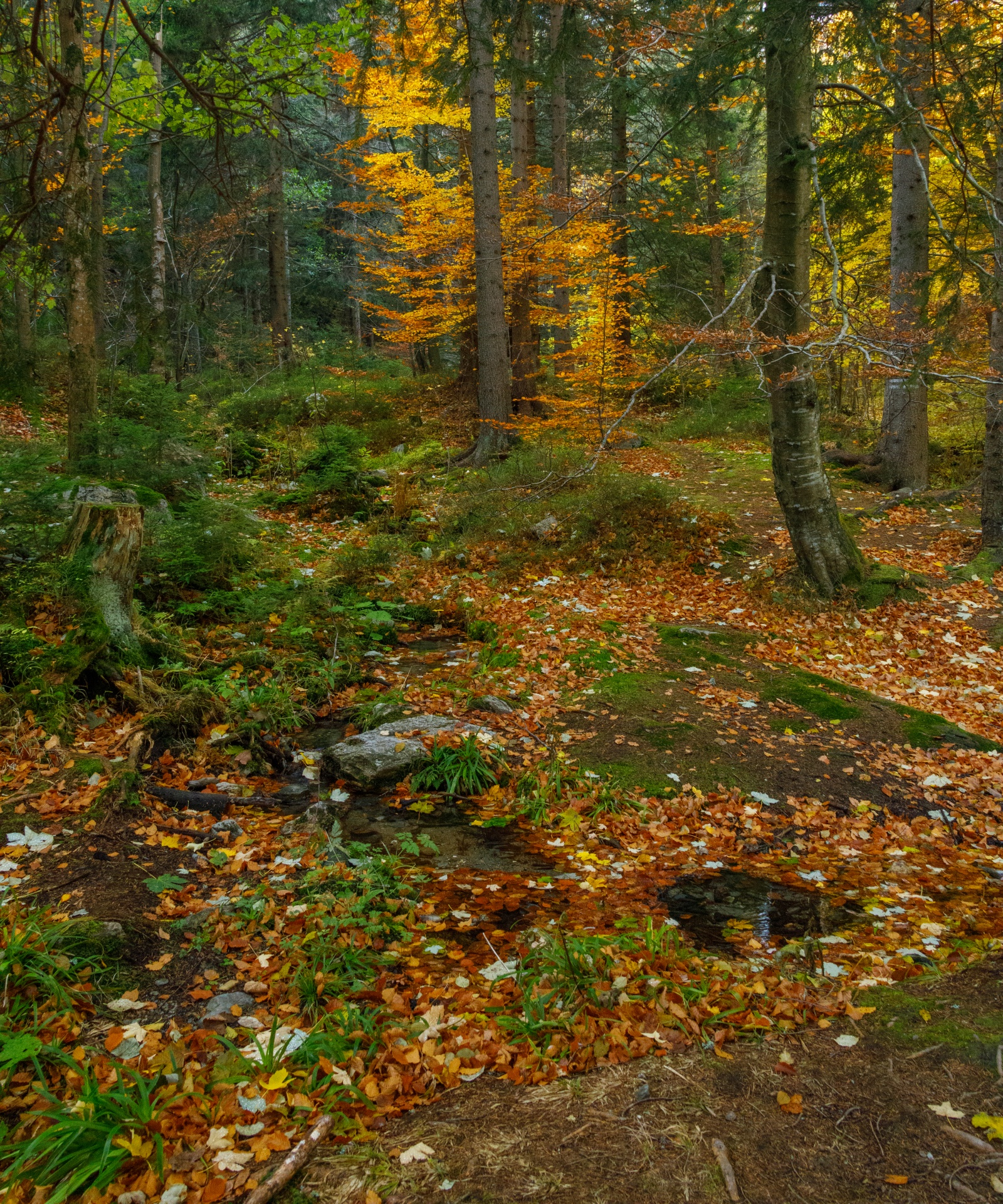 壁纸1280×1024森林里的秋天 色彩绚丽的森林图片壁纸,秋色无限-森林里的秋天壁纸壁纸图片-风景壁纸-风景图片素材-桌面壁纸