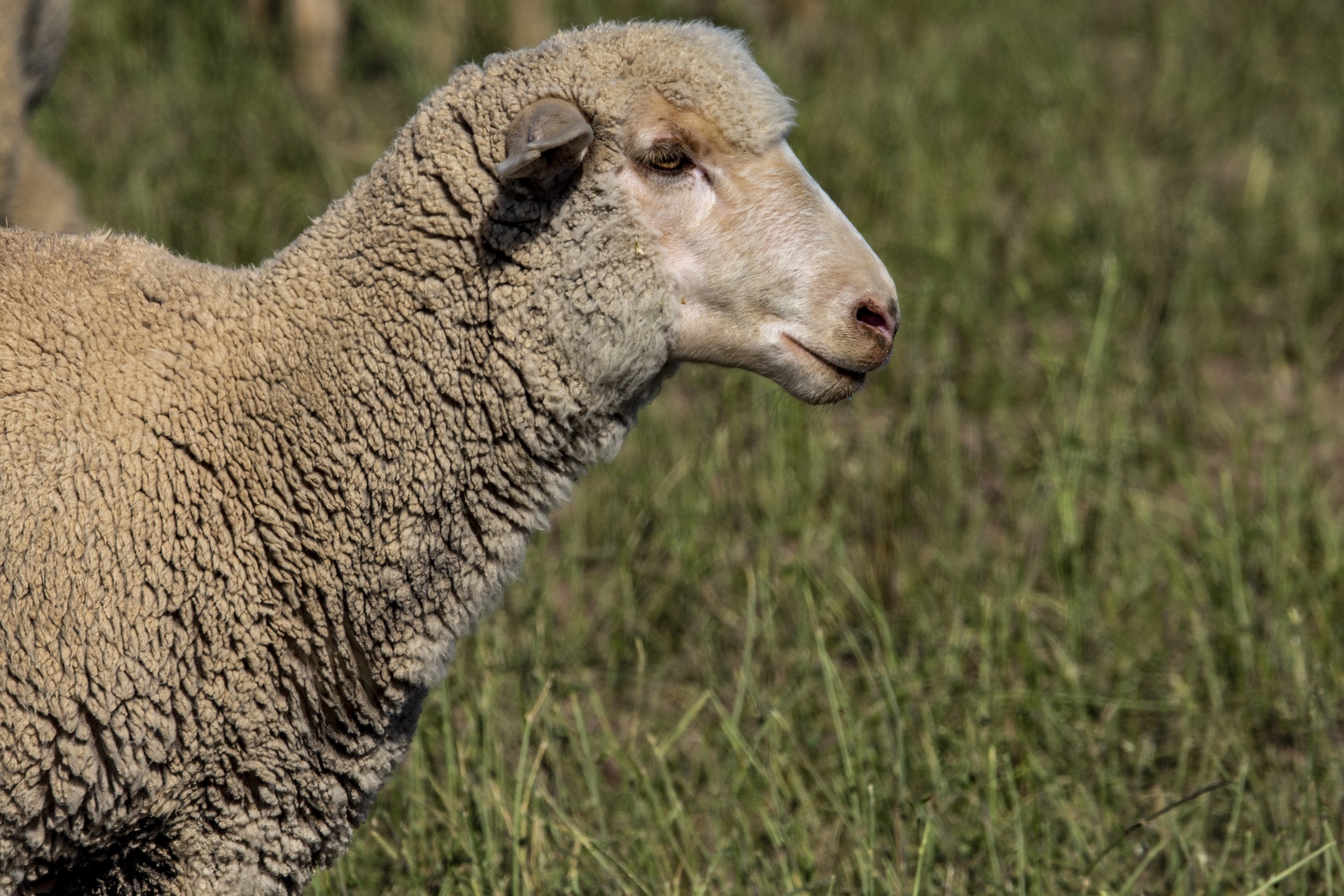 羊 無料画像 Public Domain Pictures